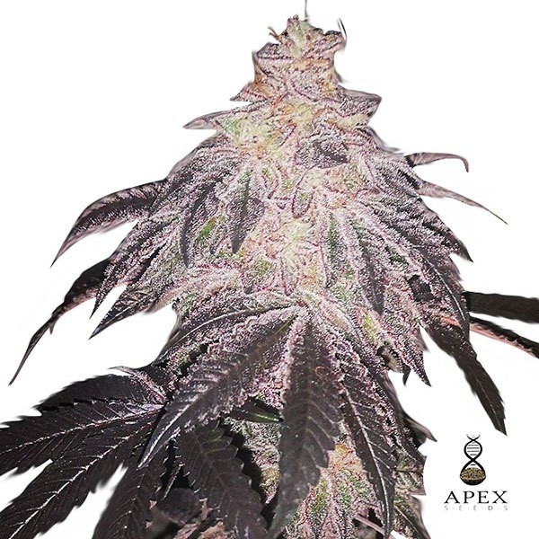 White Runtz Apex Seeds de Apex Seeds en GB Lleida