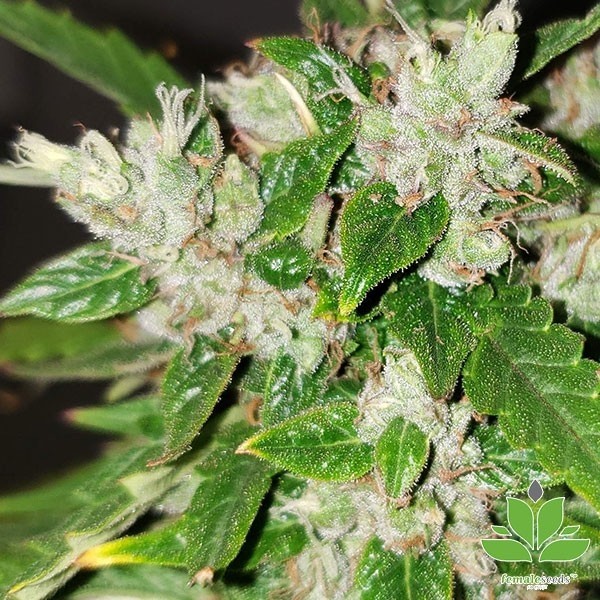 Auto Bubble de Female Seeds en GB Lleida