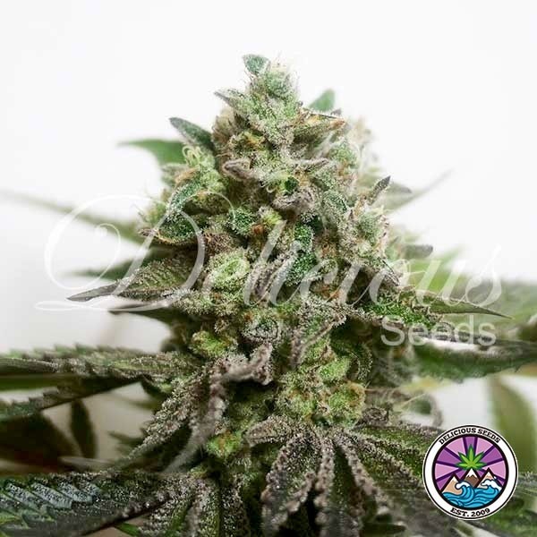 Delimed CBD Plus de Delicious Seeds en GB Lleida