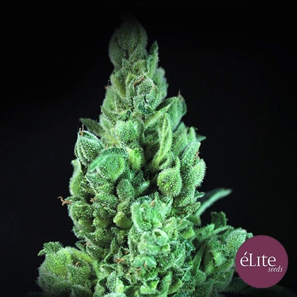 Solodiol Auto CBD de Elite Seeds en GB Lleida