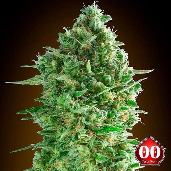 Do-Si-Dos Cookies de 00 Seeds en GB Lleida