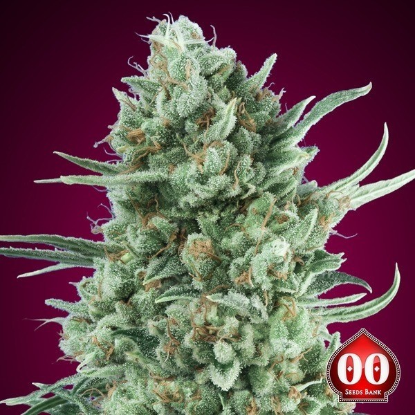 Auto Bubble Gum XXL - 00 Seeds de 00 Seeds en GB Lleida
