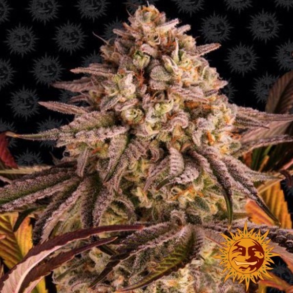 Blue Sunset Sherbert de Barney's Farm en GB Lleida