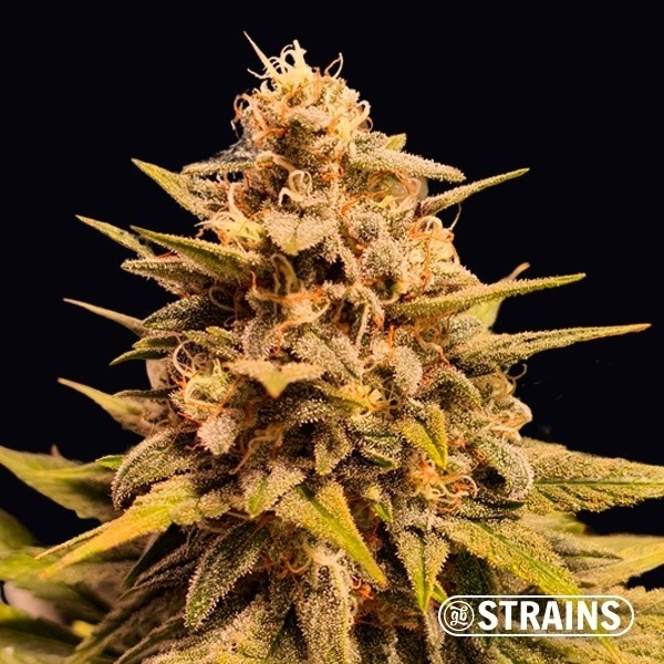 Apple Fritter GB Strains de GB Strains en GB Lleida