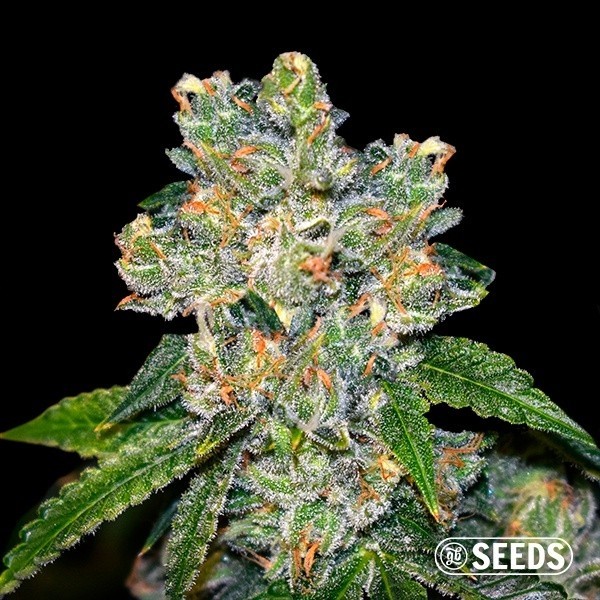 Amnesia CBD Semillas A 1 Euro en GB Lleida
