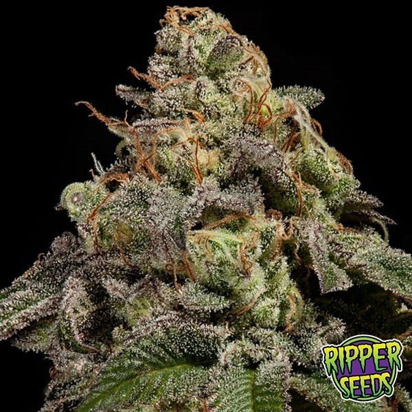 OMG de Ripper Seeds en GB Lleida