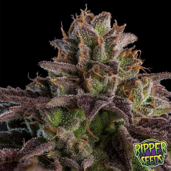 Kmintz de Ripper Seeds en GB Lleida