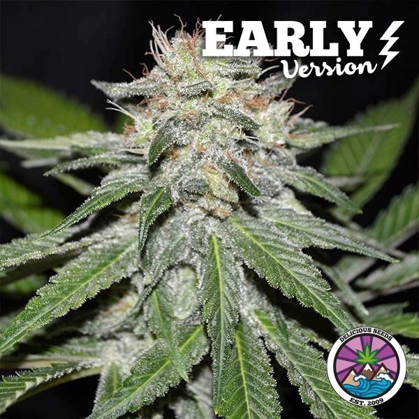 Critical Neville Haze Early Version de Delicious Seeds en GB Lleida