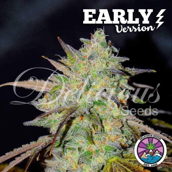 Marmalate Early Version de Delicious Seeds en GB Lleida