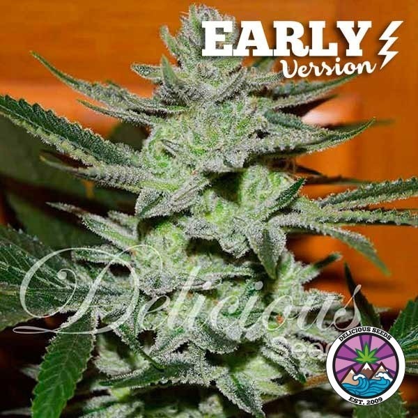 Unknown Kush Early Version de Delicious Seeds en GB Lleida