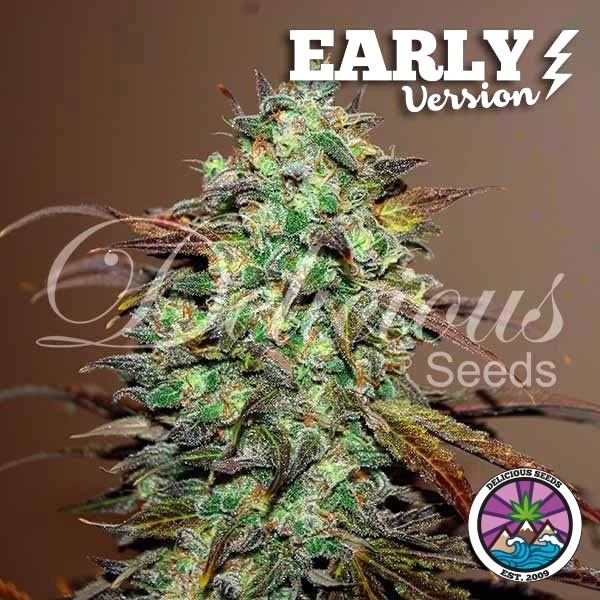Eleven Roses Early Version de Delicious Seeds en GB Lleida