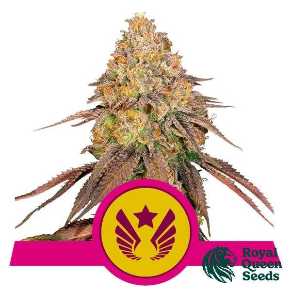 Legendary OG Punch de Royal Queen en GB Lleida