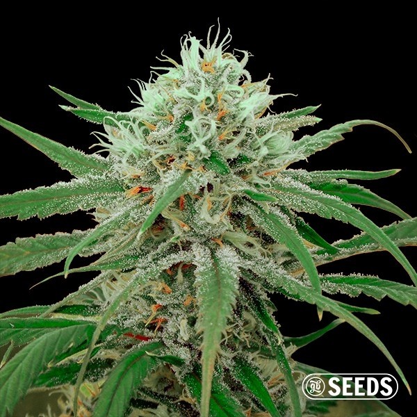 Critical Fast CBD en GB Lleida