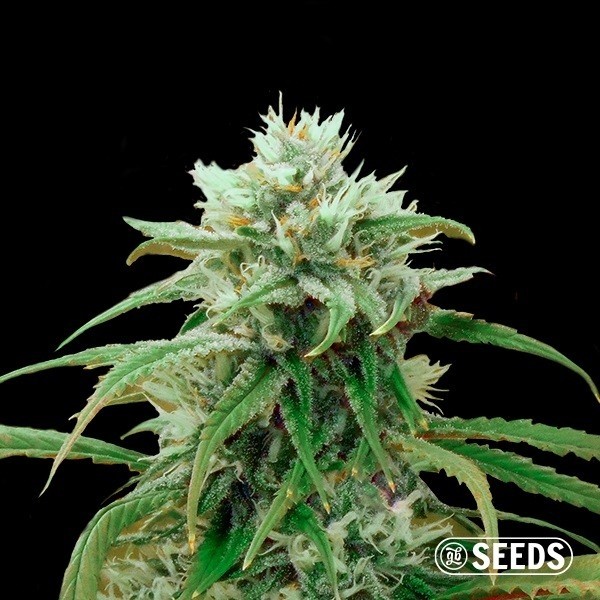 Amnesia Fast CBD en GB Lleida