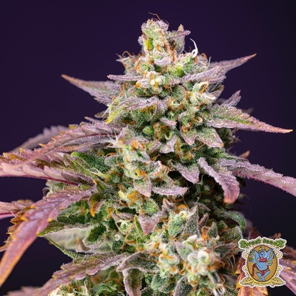 Purple Punch OG XL Auto de Sweet Seeds en GB Lleida