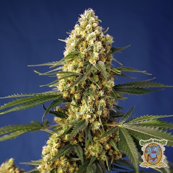 Strawberry Banana Gelato XL Auto de Sweet Seeds en GB Lleida