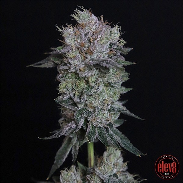 Tiki Tom en GB Lleida