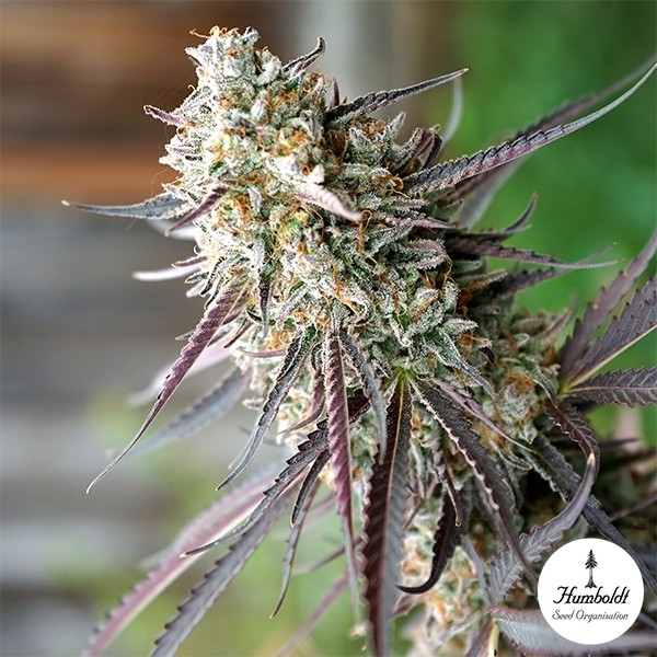 Ice Cream Cake Fast Flowering de Humboldt Seeds en GB Lleida