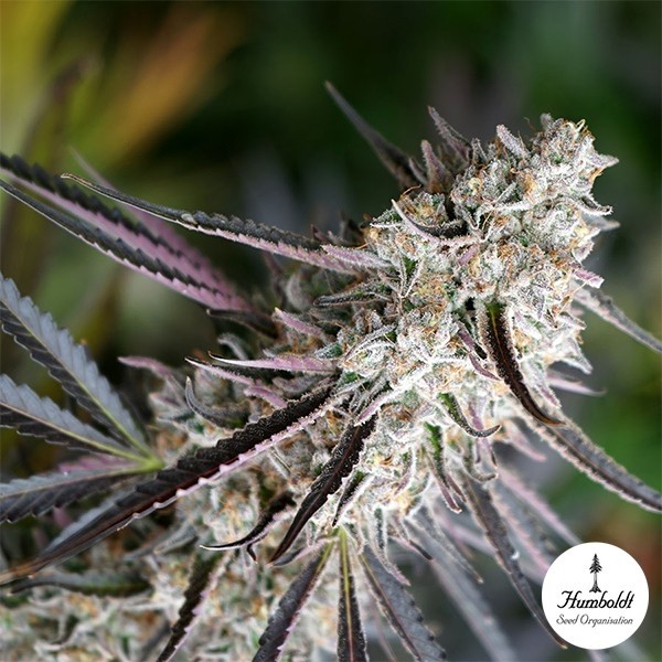Peanut Butter Breath Fast Flowering de Humboldt Seeds en GB Lleida