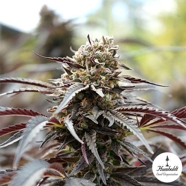 White Runtz Fast Flowering de Humboldt Seeds en GB Lleida