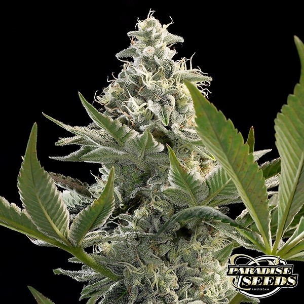 Glowstarz de Paradise Seeds en GB Lleida