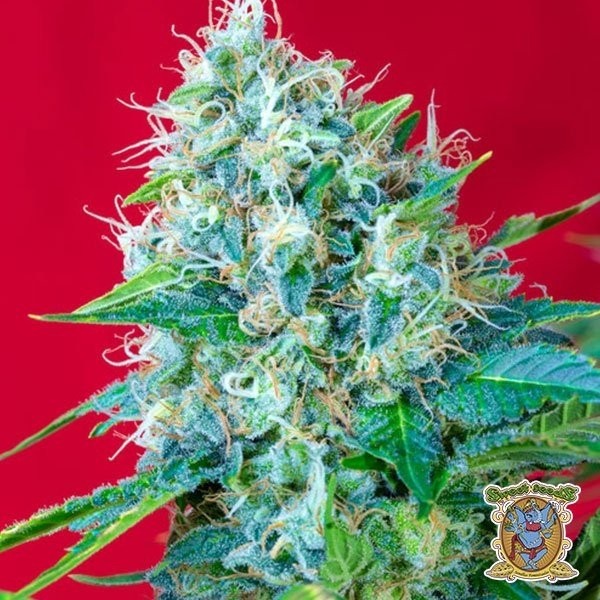 Green Poison de Sweet Seeds en GB Lleida
