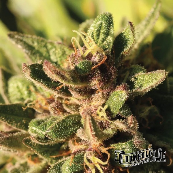 Pineapple Muffin de Humboldt Seeds en GB Lleida