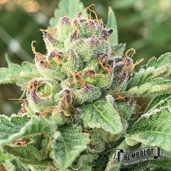 Apple Blossom de Humboldt Seeds en GB Lleida