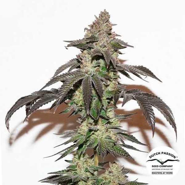 Kerosene Krash de Dutch Passion · Semillas feminizadas GB Strains en GB Lleida (Lleida)