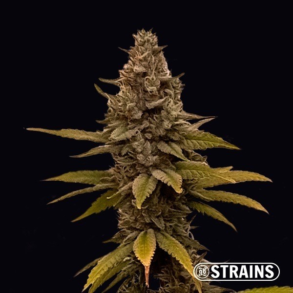 MAC&RENA Sorbet de GB Strains en GB Lleida