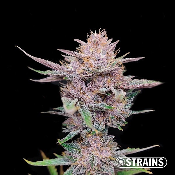 Tropicanna Cookies Ultra Fast de GB Strains en GB Lleida