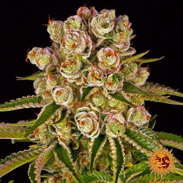 Kush Mintz de Barney's Farm en GB Lleida