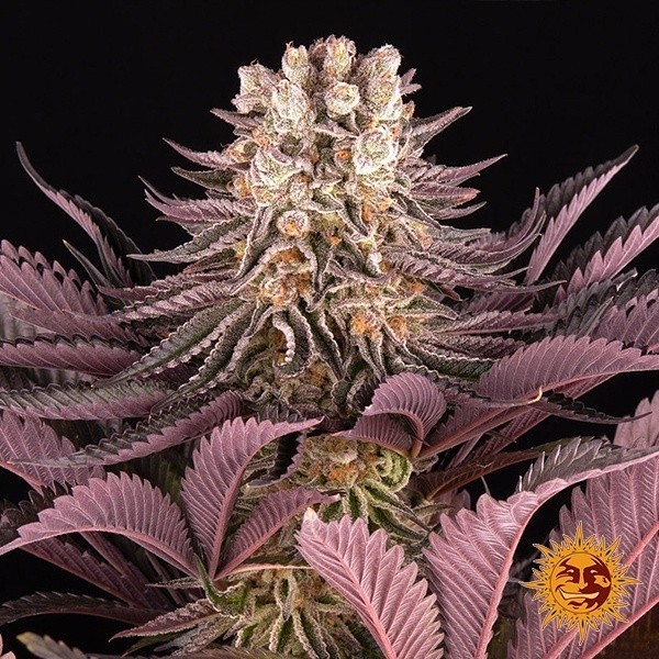 Mimosa x Orange Punch Auto de Barney's Farm en GB Lleida