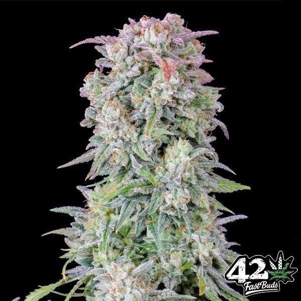Afghan Kush Auto de Fast Buds en GB Lleida