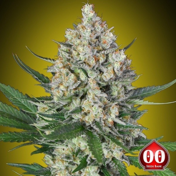 Lemon OG de 00 Seeds en GB Lleida