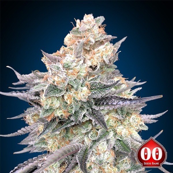 Blue Dream 00 Seeds de 00 Seeds en GB Lleida