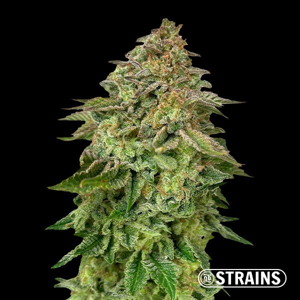 Strawberry Cake Ultra Fast de GB Strains en GB Lleida