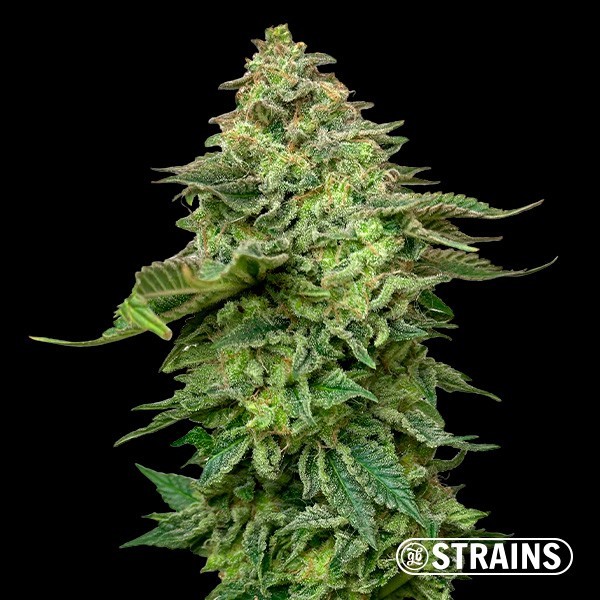 Strawberry Cake Ultra Fast CBG de GB Strains en GB Lleida