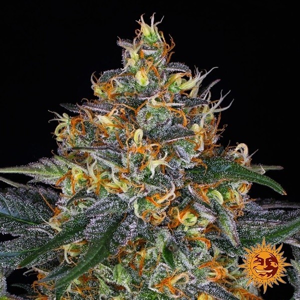 Moby Dick Auto Auto Barney's Farm de Barney's Farm en GB Lleida