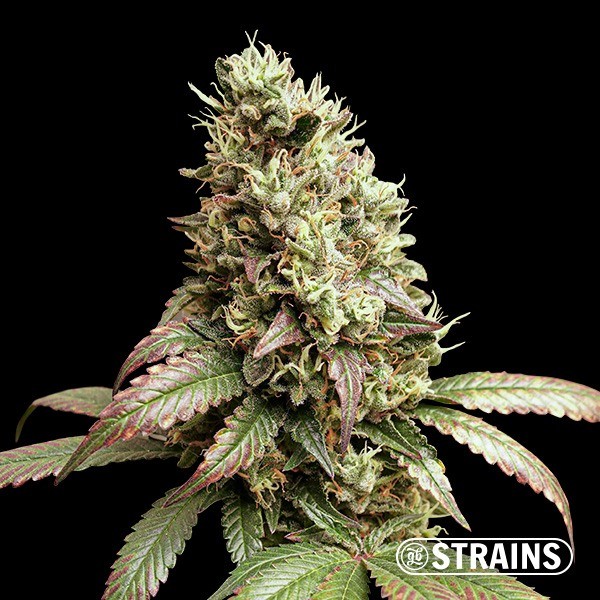 Wedding Poop Regular de GB Strains en GB Lleida