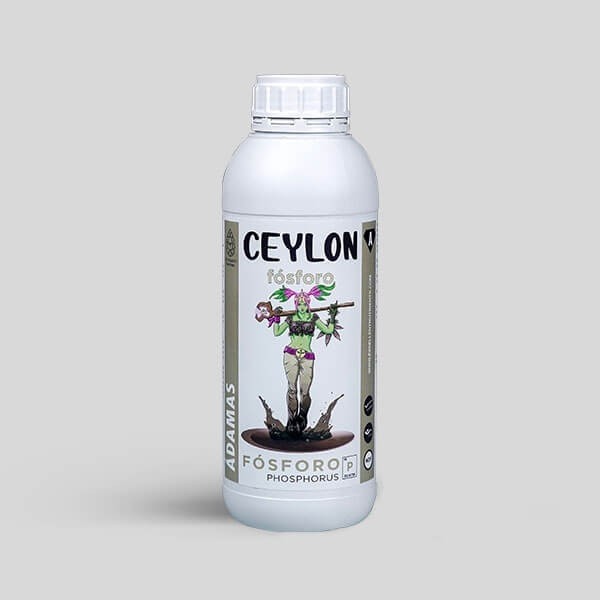 Ceylon ÁDamas en GB Lleida