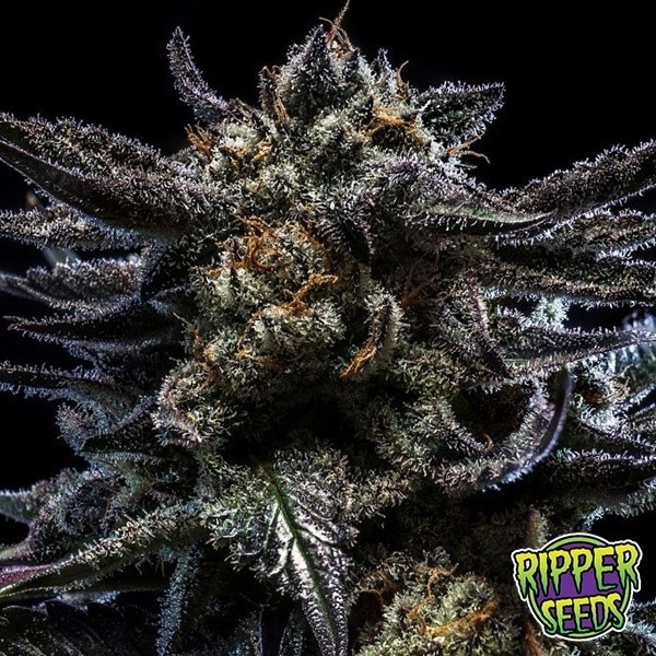 Ripper Seeds