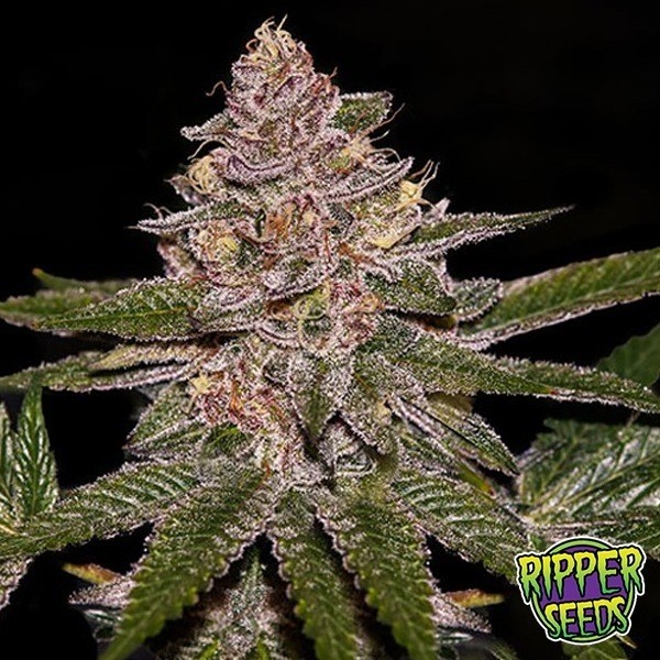 Radical Juice Auto de Ripper Seeds en GB Lleida