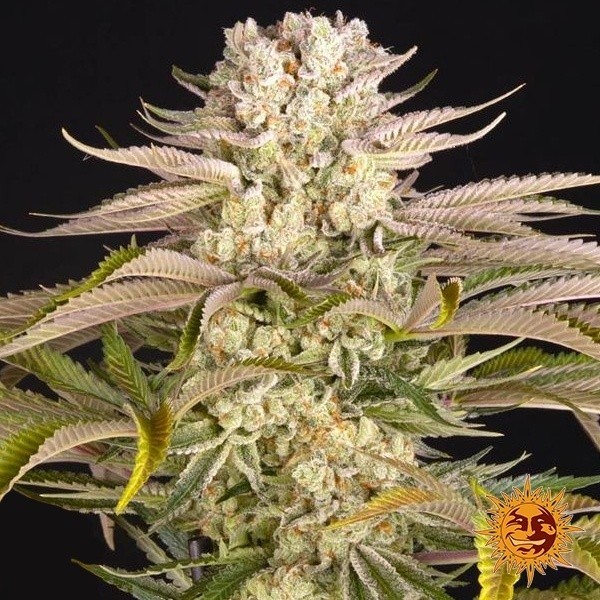 Pineapple Express de Barney's Farm en GB Lleida