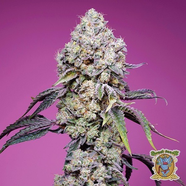 Sweet Mandarine Zkittlez F1 Fast Version® de Sweet Seeds en GB Lleida