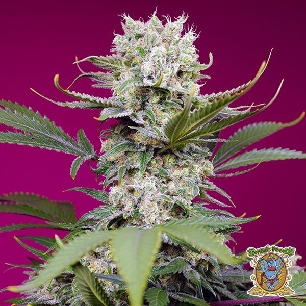 Sweet Mandarine Zkittlez XL Auto de Sweet Seeds en GB Lleida