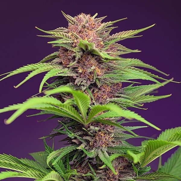 Red Mimosa XL Auto de Sweet Seeds en GB Lleida