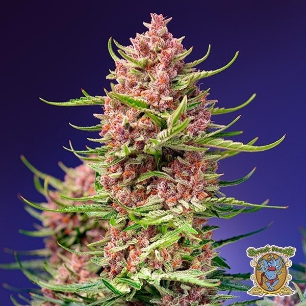 Strawberry Cola Sherbet F1 Fast Version® de Sweet Seeds en GB Lleida