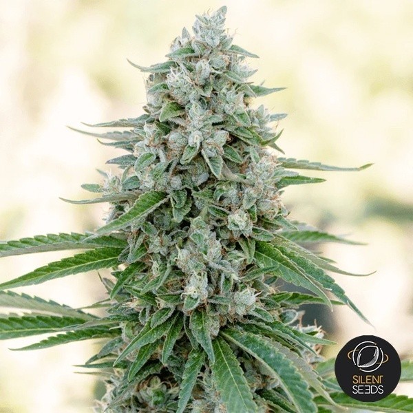 Critical Mango de Silent Seeds en GB Lleida