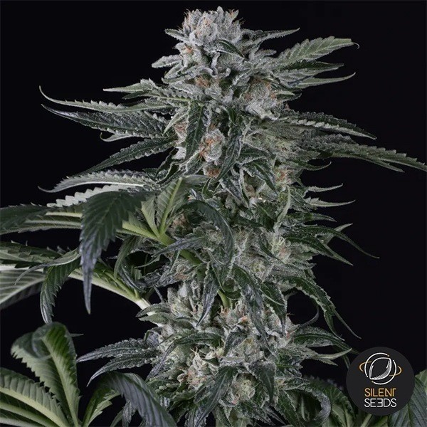 Moby Dick Auto Auto Silent Seeds de Silent Seeds en GB Lleida